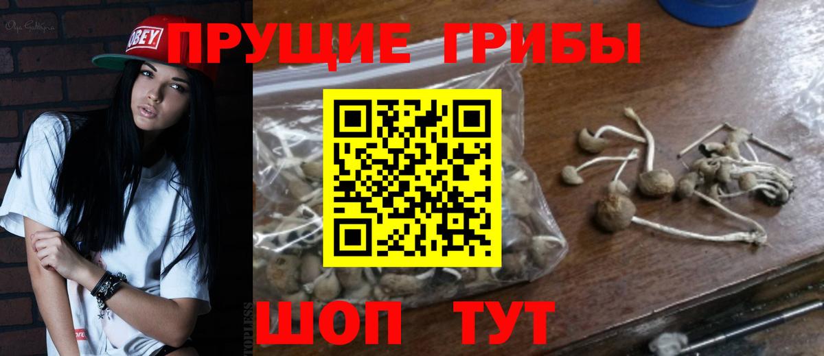 Псилоцибиновые грибы Psilocybine cubensis Шарыпово